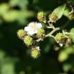 Rubus con frutos verdes