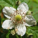 Flor de Rubus fruticosus