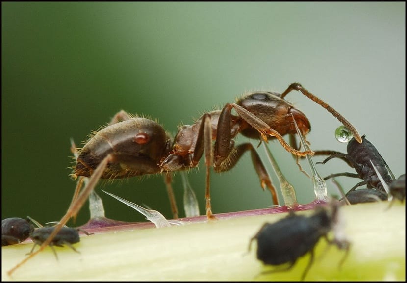 mauren forsvarer bladluset fra andre rovdyr