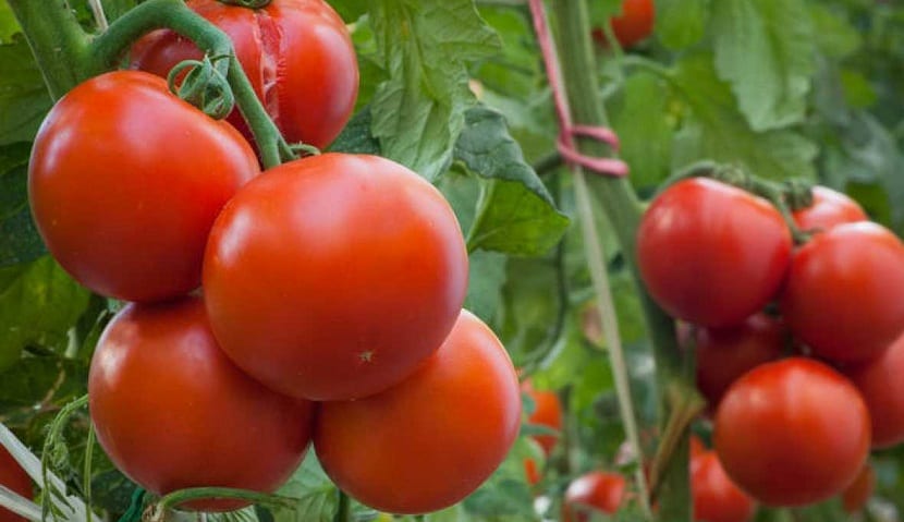 bekjempelse av bladlus skadedyr på tomater