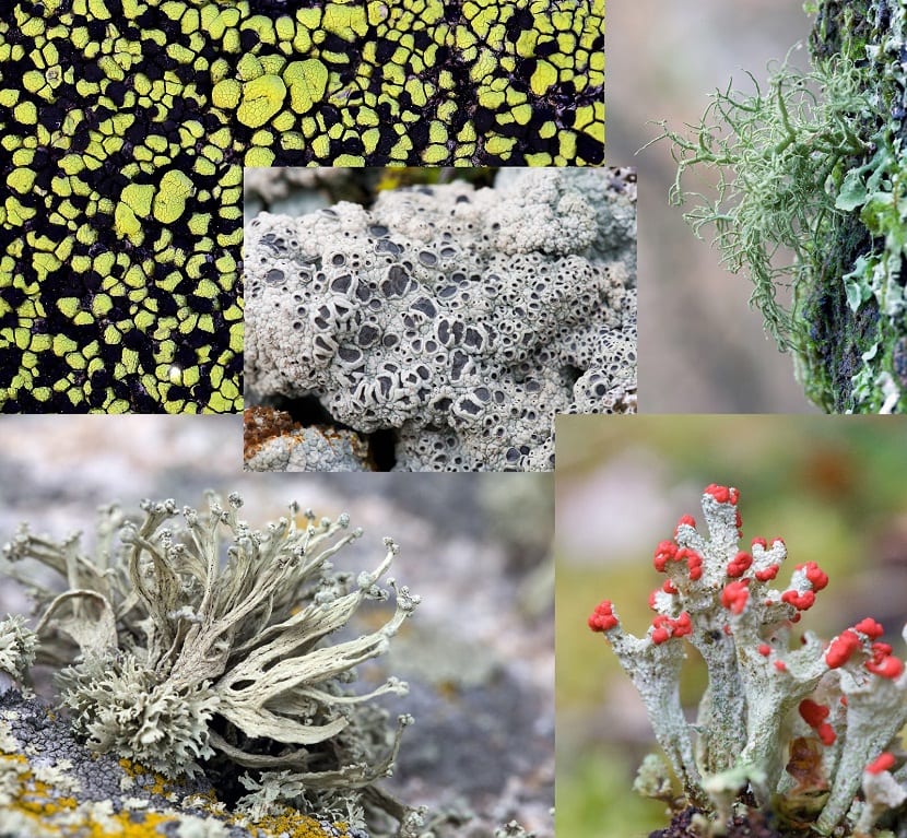 Vekst og utvikling av alger, lav og mose