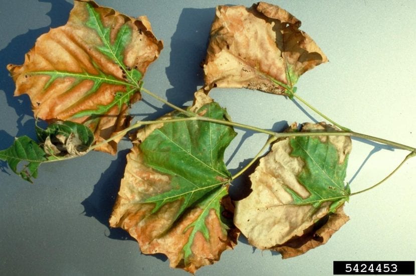 Tørre blader fra Xylella fastidiosa-infeksjon
