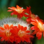 Cactus Rebutia senilis i blomst