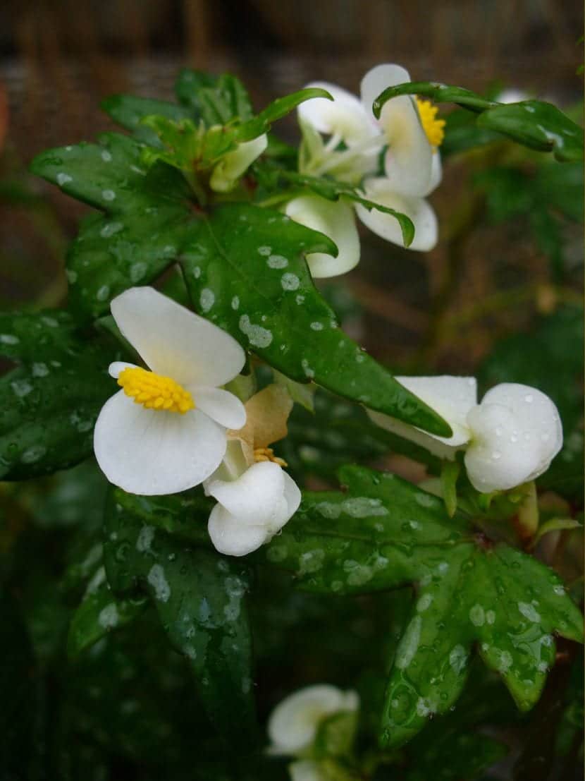 Begonia med hvit blomst