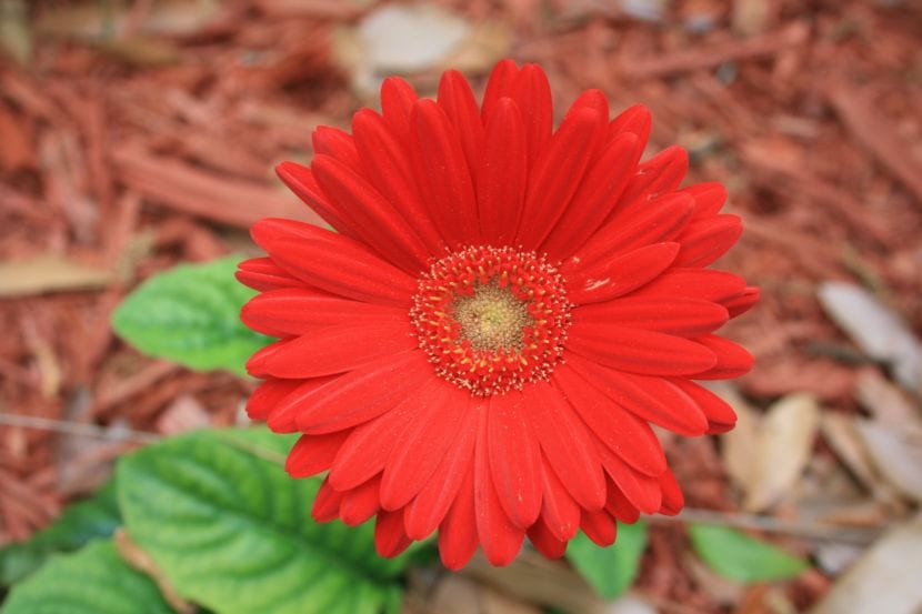 Rød blomst gerbera