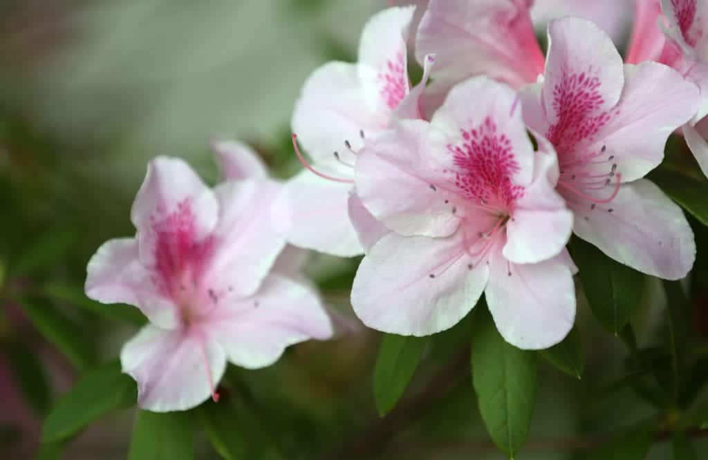 Azalea i blomst