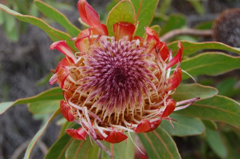 Protea fra Sør-Afrika