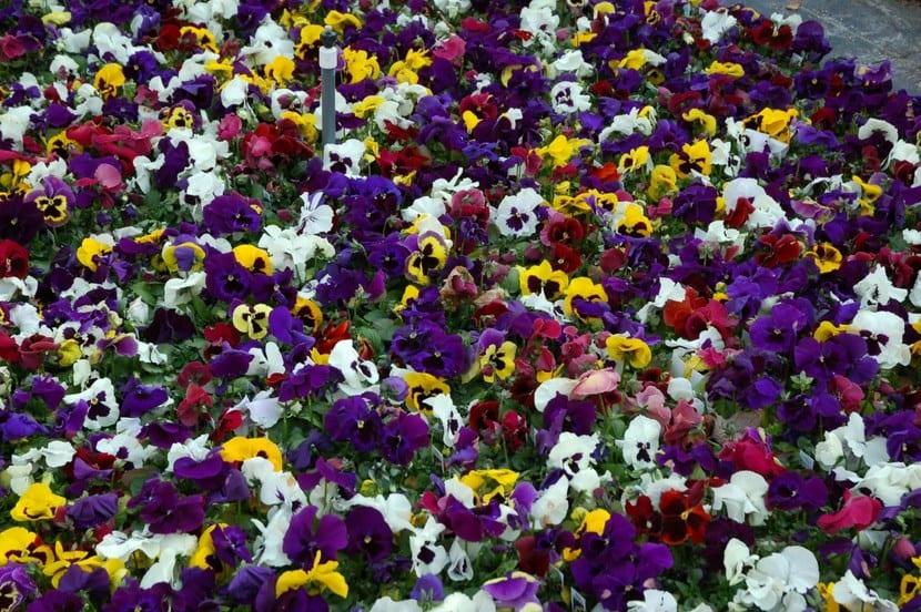 Stemorsblomster, fargerike blomster å ha i hagen eller balkongen