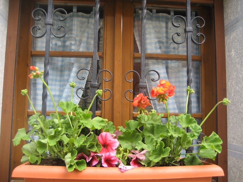 Stemorsblomster, fargerike blomster å ha i hagen eller balkongen