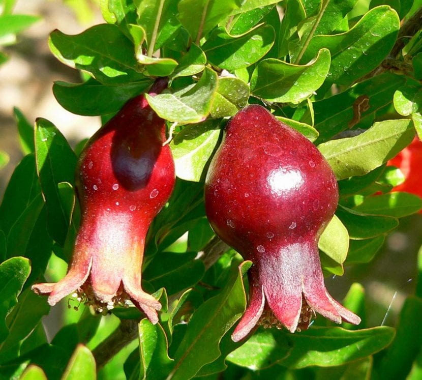Frukt av Punica granatum 'Nana'