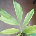 Caryota Leaf