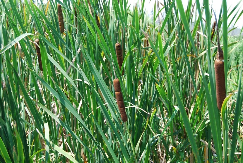Typha latifolia eller Cattail