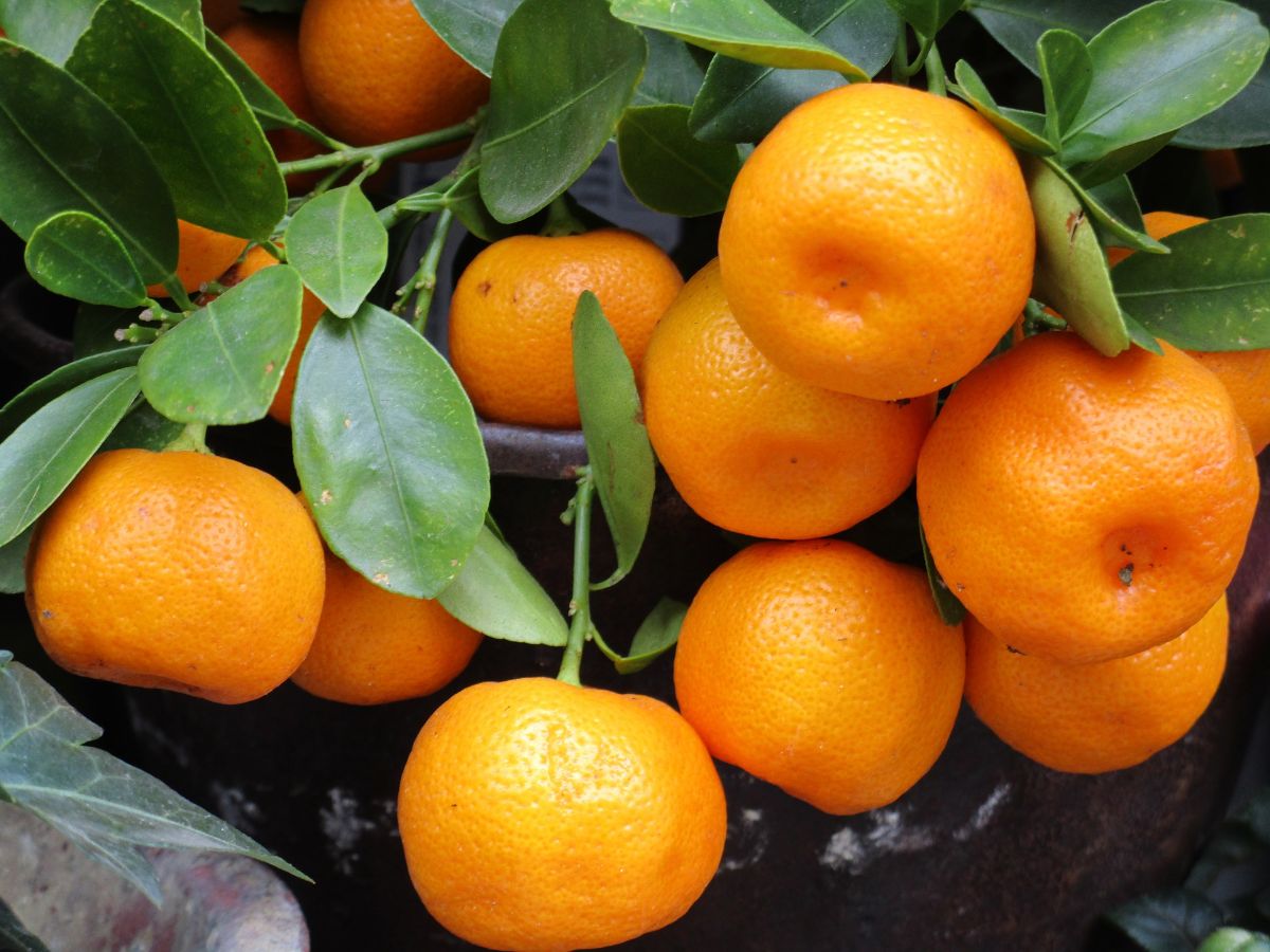 Hovedegenskapene til mandarintreet