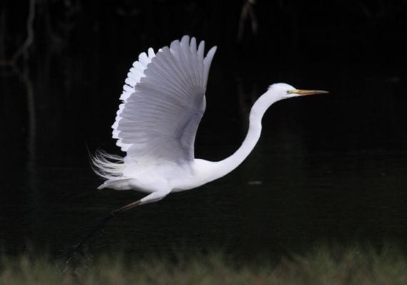 Egret flyr