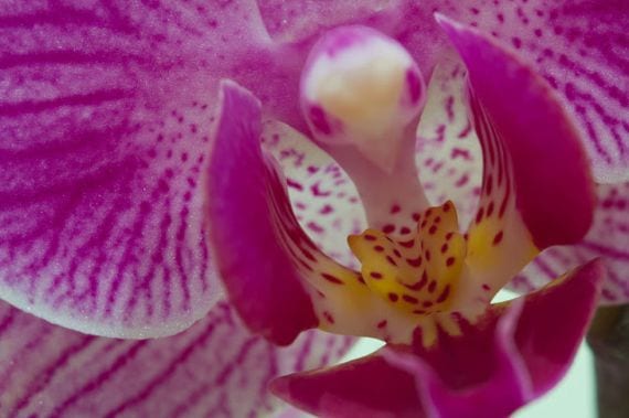 Fuglehode orkide