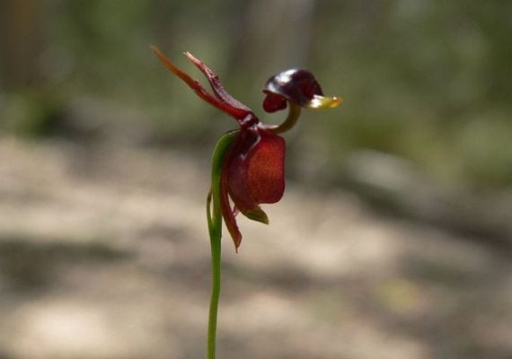 Andeformet orkide