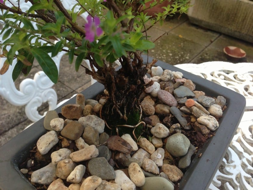 Cuphea bonsai med steiner