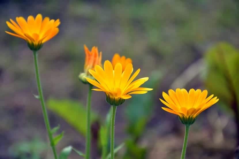 Marigold blomster