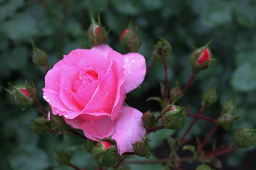 Rosa rosebush