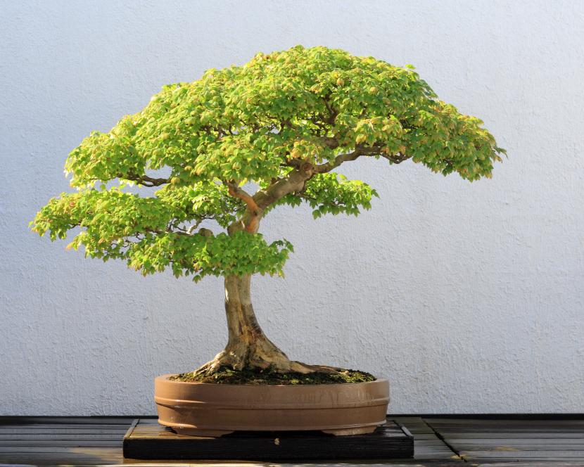 Acer buergerianum bonsai