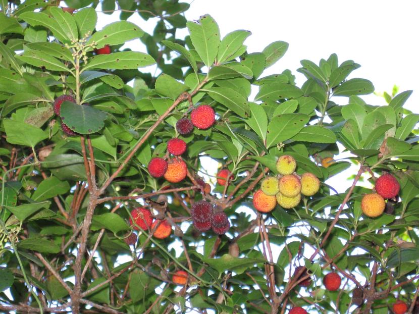 Arbutus