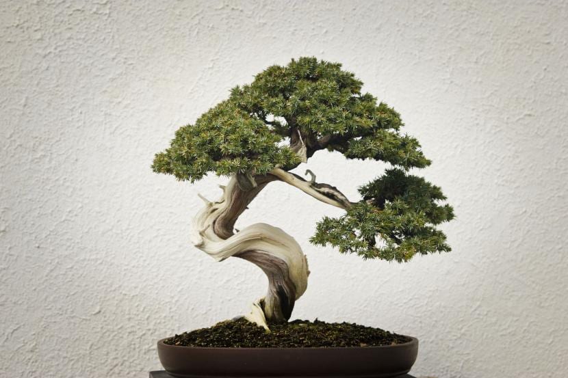Barrtrær bonsai