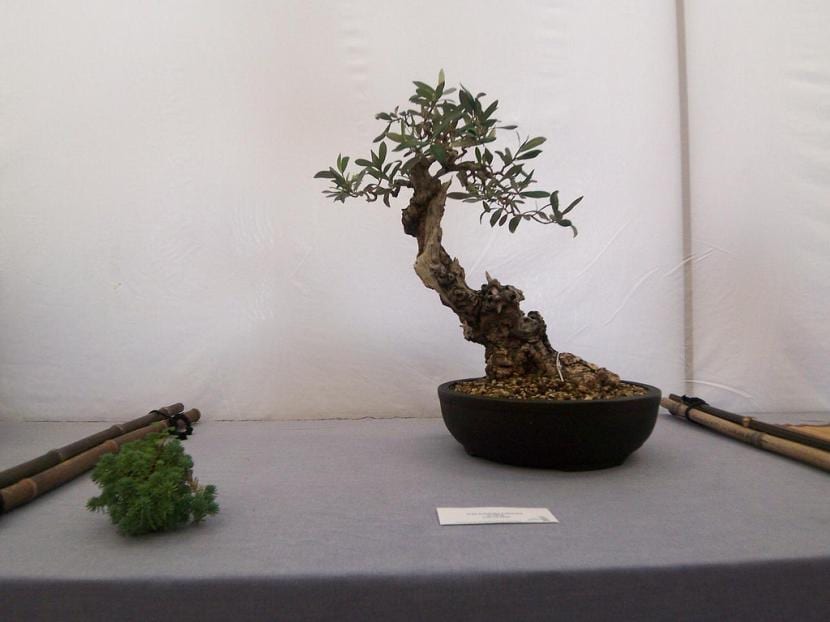 Oliven bonsai