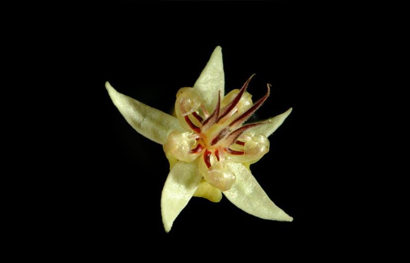 Theobroma kakao blomst