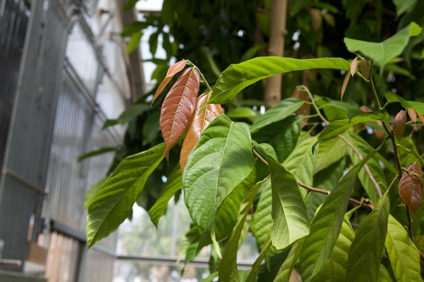 Theobroma kakao blader