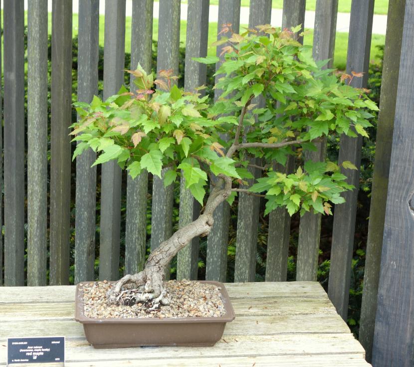 Acer rubrum bonsai