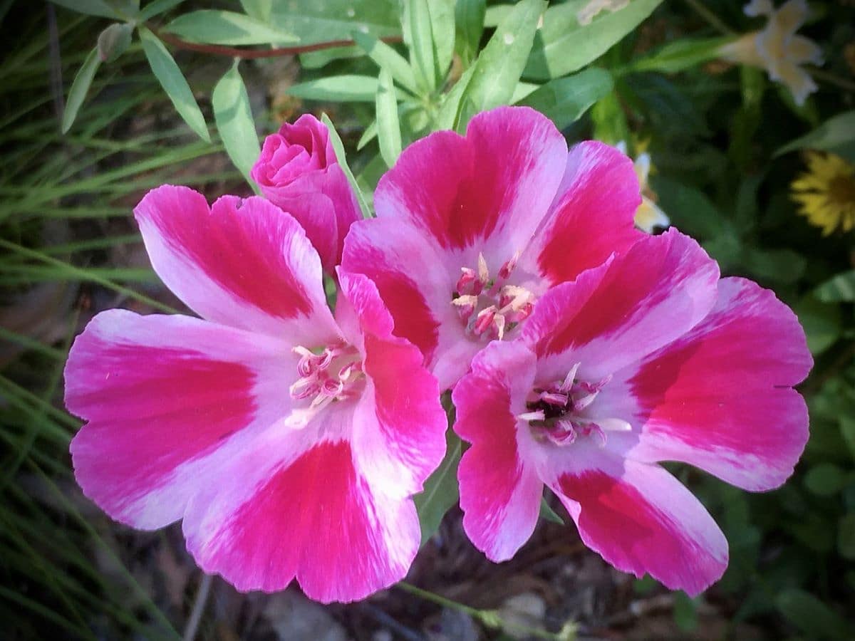 Clarkia er en plante med rosa blomster