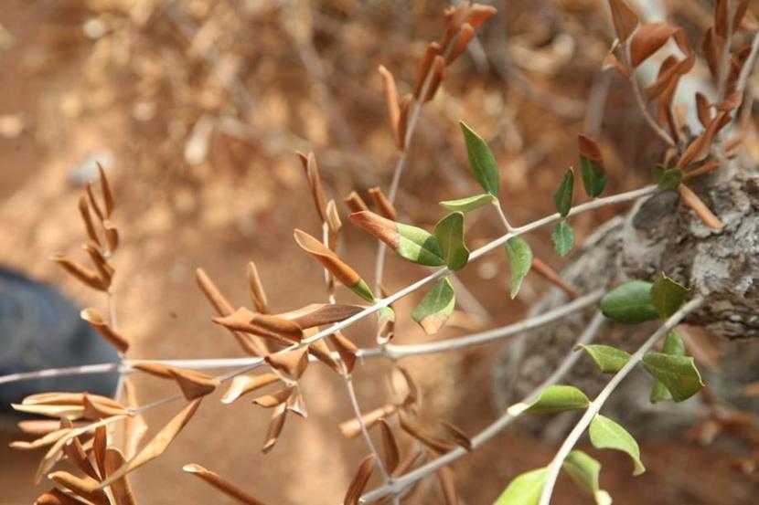 Tørre blader på oliventre