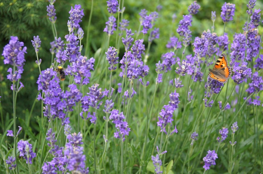 Lavendel med sommerfugl