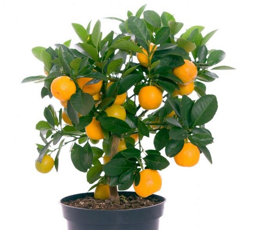 appelsintre