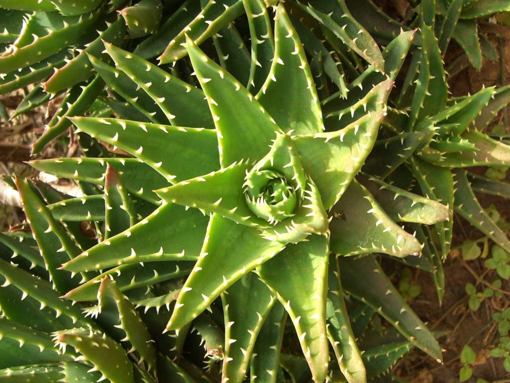 Hybrid av Aloe perfoliata