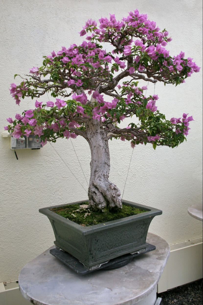 Bougainvillea bonsai