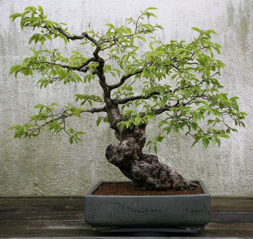 Persimmon bonsai