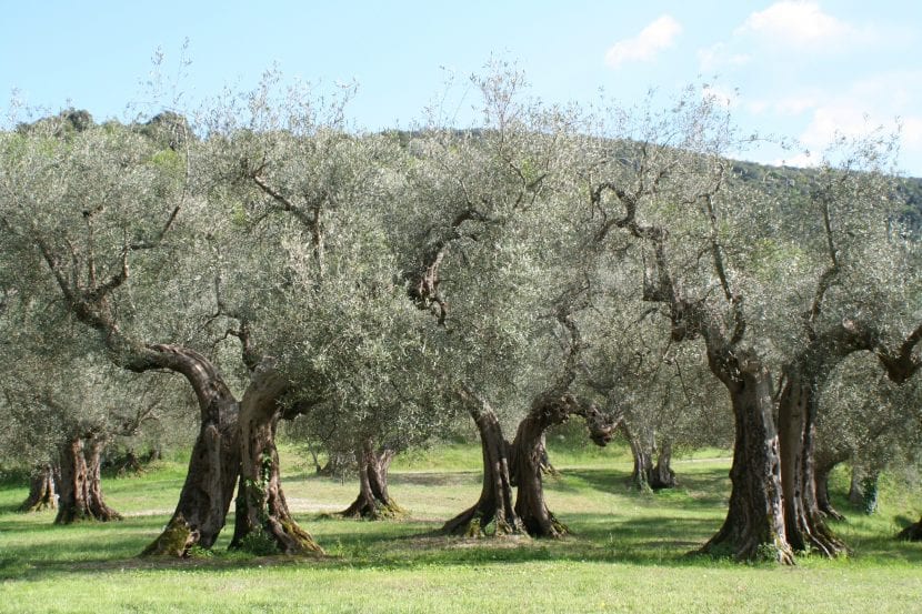 Plantasje av oliventrær i et felt