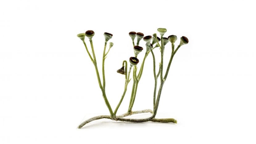 Cooksonia plante illustrasjon