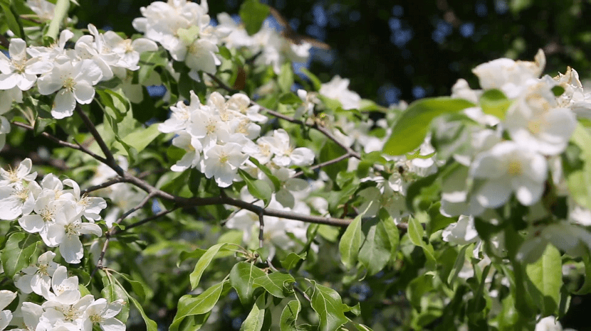 epletre med hvite blomster