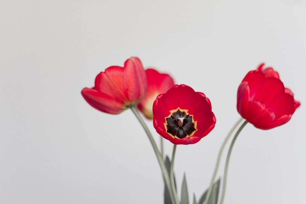 Vase med røde tulipaner