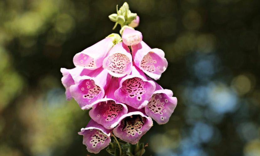 Digitalis purpurea er en vakker blomstrende plante