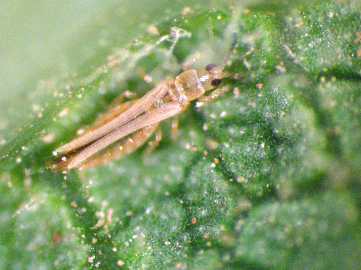 trips frankliniella occidentalis