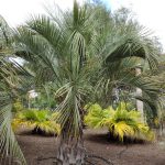 Butia yatay er et motstandsdyktig palme