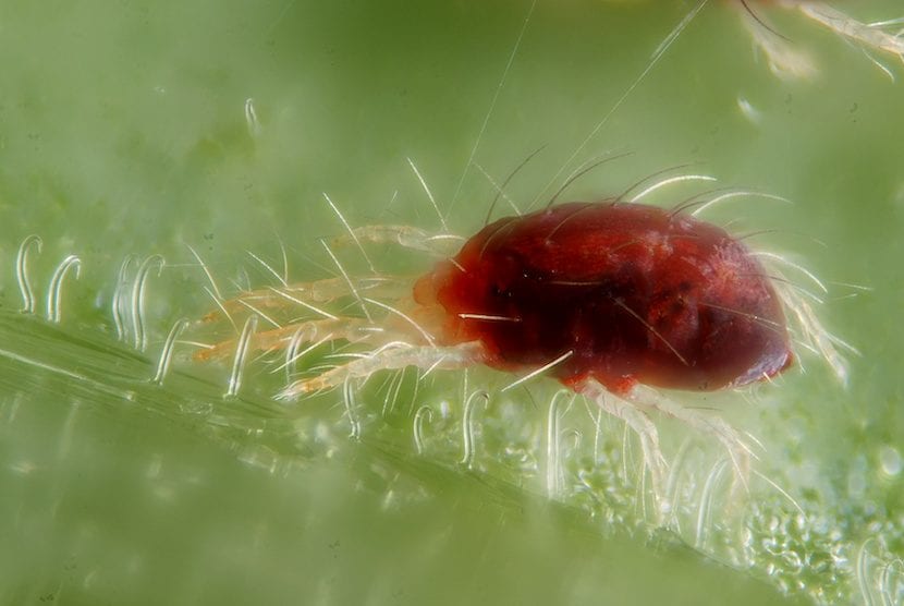 Rød edderkopp, et skadedyr som kan påvirke pitimini