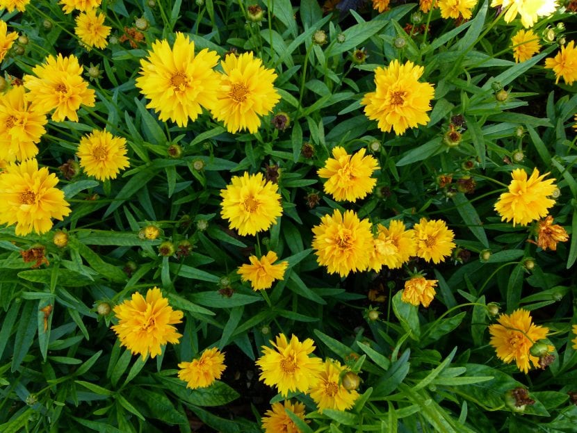 Coreopsis grandiflora er en plante med en gul blomst