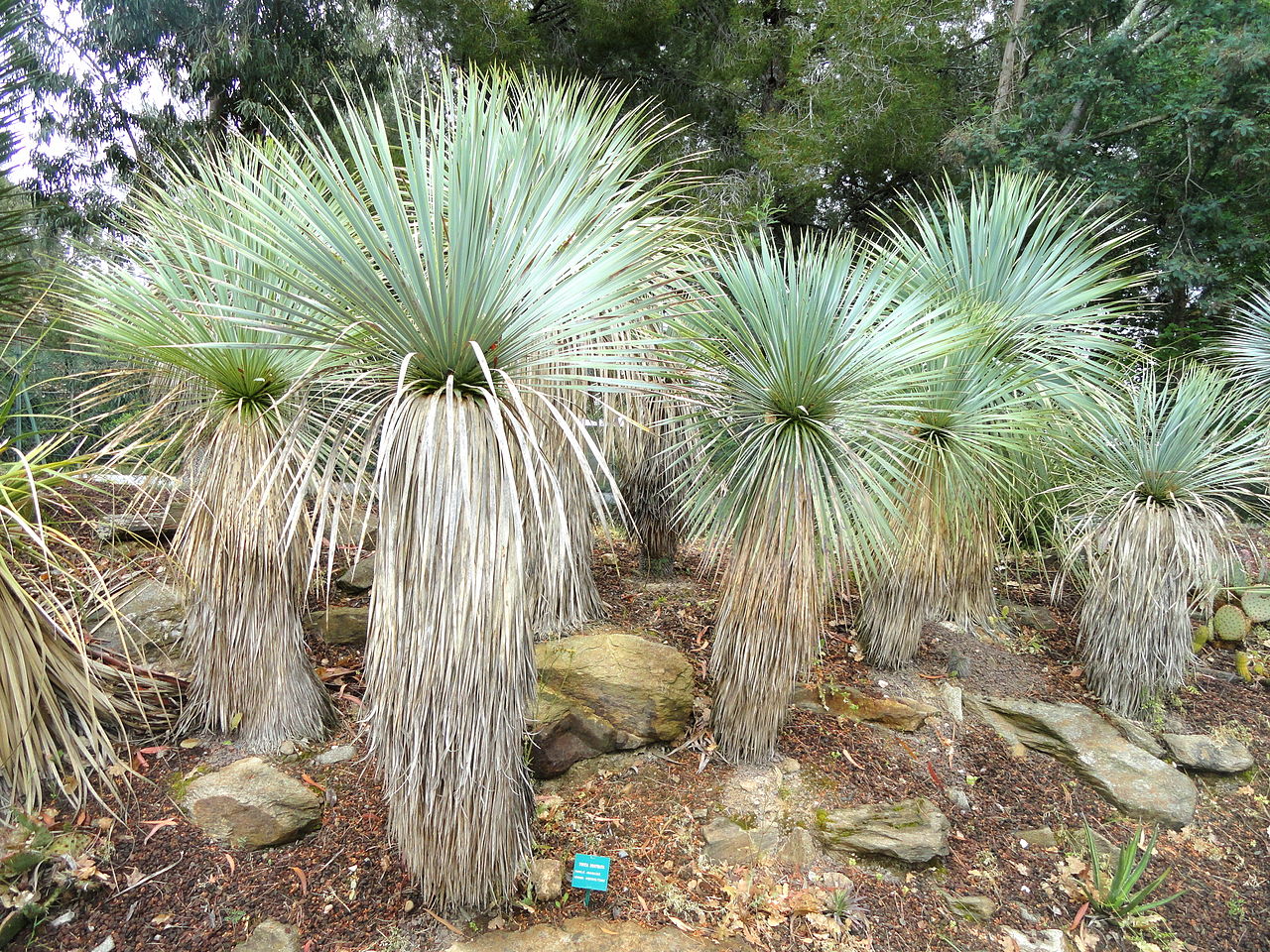 Utsikt over Yucca rostrata i gruppe
