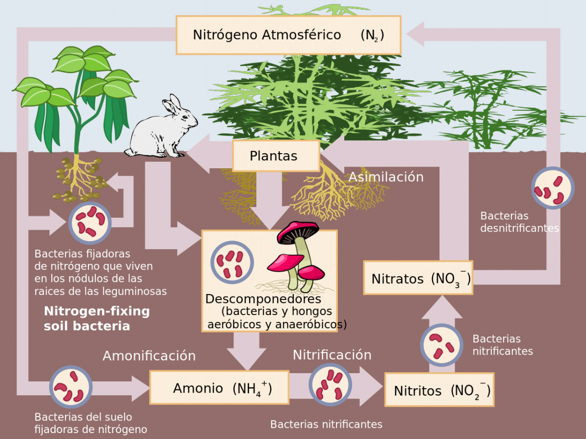 Syklus av nitrogen