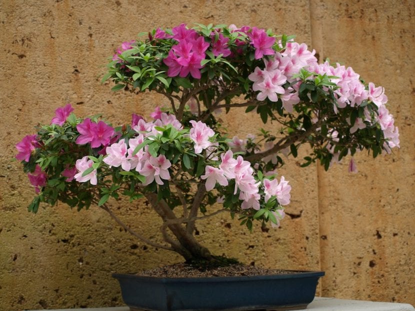 Azalea bonsai i blomst