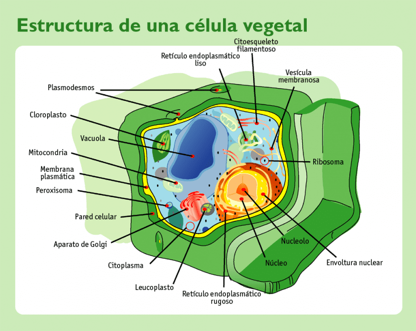 Utsikt over strukturen til planteceller